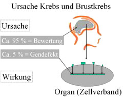 Prozentuale Ursachen von Krebs und Brustkrebs