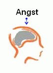 Angst sitzt im Gehirn