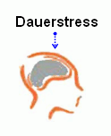 Gehirn Dauerstress