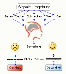 Schema der Genregulation