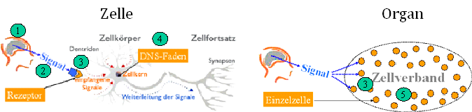 Genregulation- Vom Signal zum Bau von Proteinen