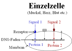 Signale aktivieren Gene (DNS) in der Zelle 